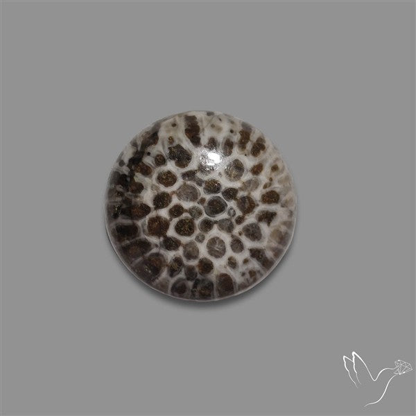 Stingray Black Fossil Coral Cabochon