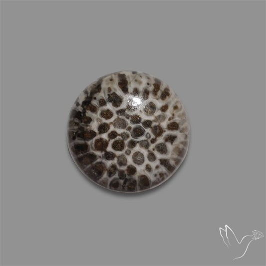 Stingray Black Fossil Coral Cabochon
