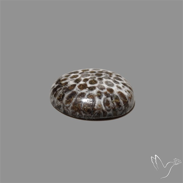 Stingray Black Fossil Coral Cabochon
