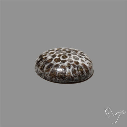 Stingray Black Fossil Coral Cabochon