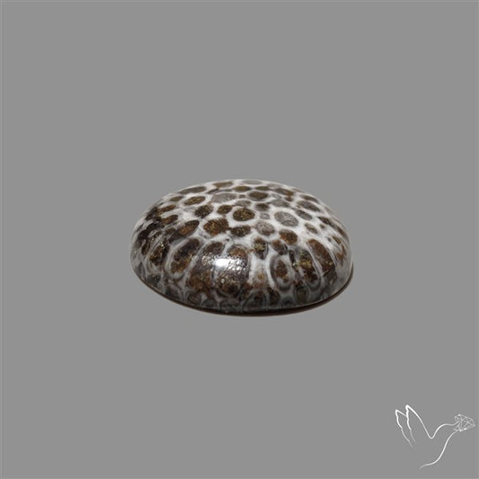 Stingray Black Fossil Coral Cabochon