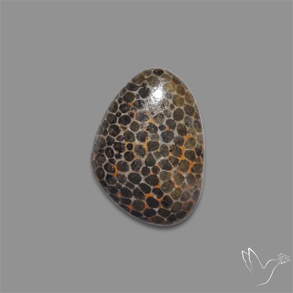 Stingray Black Fossil Coral Cabochon
