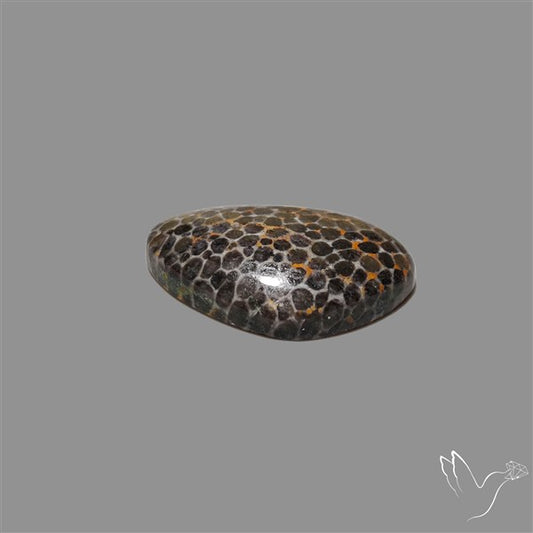 Stingray Black Fossil Coral Cabochon