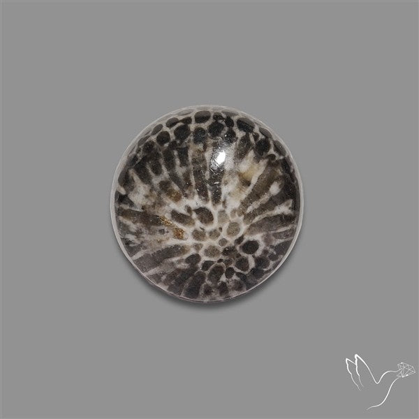 Stingray Black Fossil Coral Cabochon