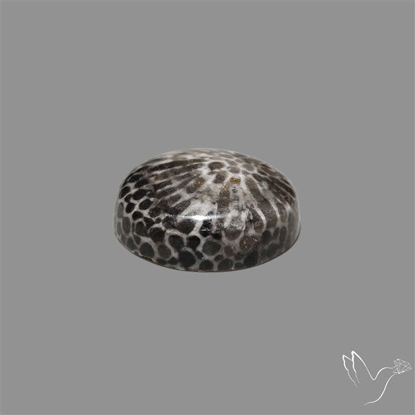 Stingray Black Fossil Coral Cabochon