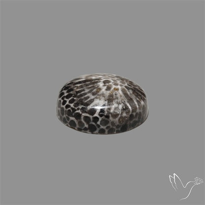 Stingray Black Fossil Coral Cabochon