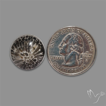 Stingray Black Fossil Coral Cabochon