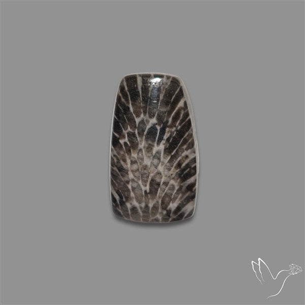 Stingray Black Fossil Coral Cabochon
