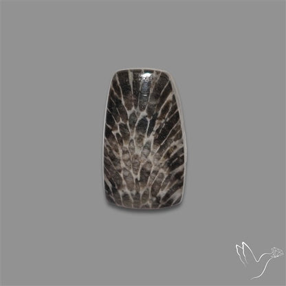 Stingray Black Fossil Coral Cabochon