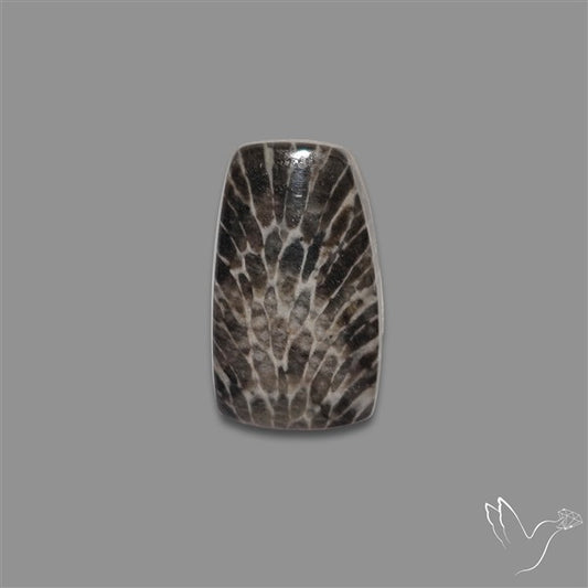 Stingray Black Fossil Coral Cabochon