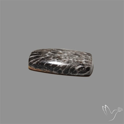 Stingray Black Fossil Coral Cabochon
