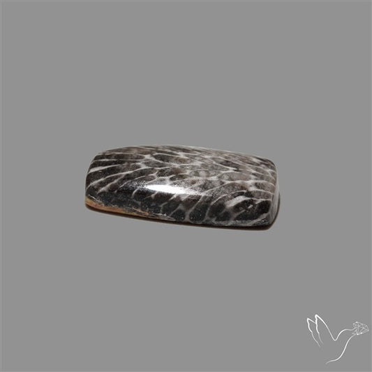 Stingray Black Fossil Coral Cabochon