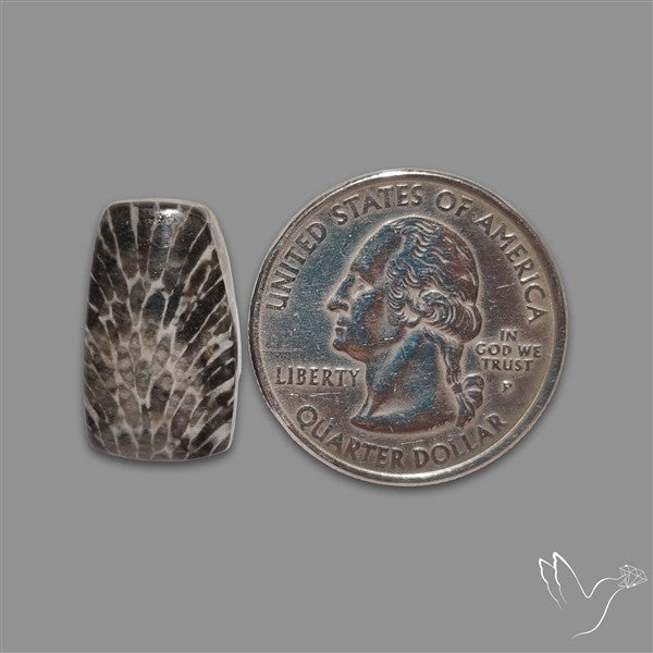 Stingray Black Fossil Coral Cabochon