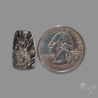 Stingray Black Fossil Coral Cabochon