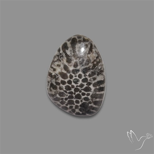 Stingray Black Fossil Coral Cabochon