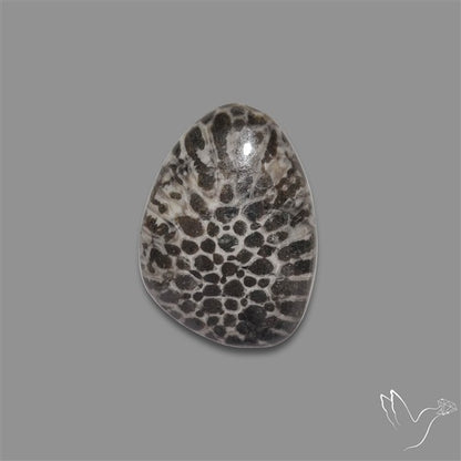 Stingray Black Fossil Coral Cabochon
