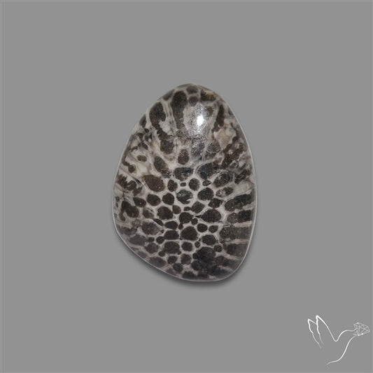 Stingray Black Fossil Coral Cabochon