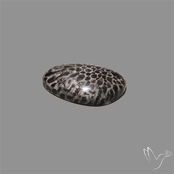 Stingray Black Fossil Coral Cabochon
