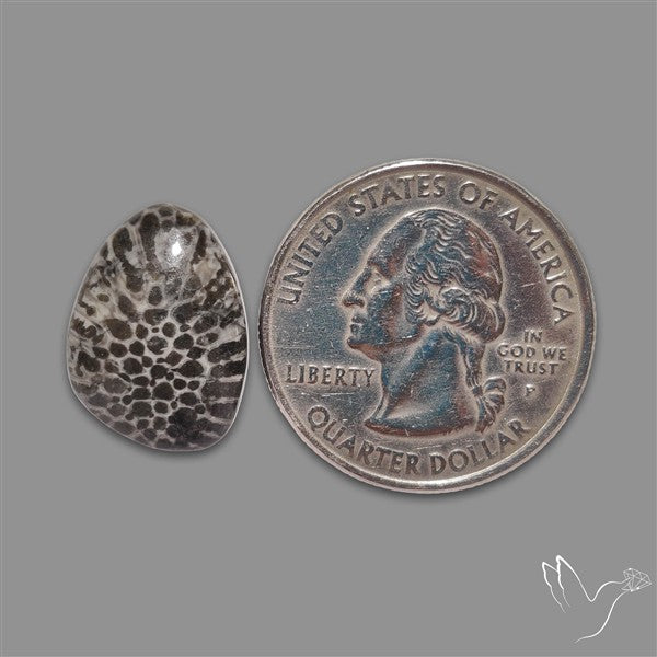 Stingray Black Fossil Coral Cabochon