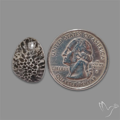 Stingray Black Fossil Coral Cabochon