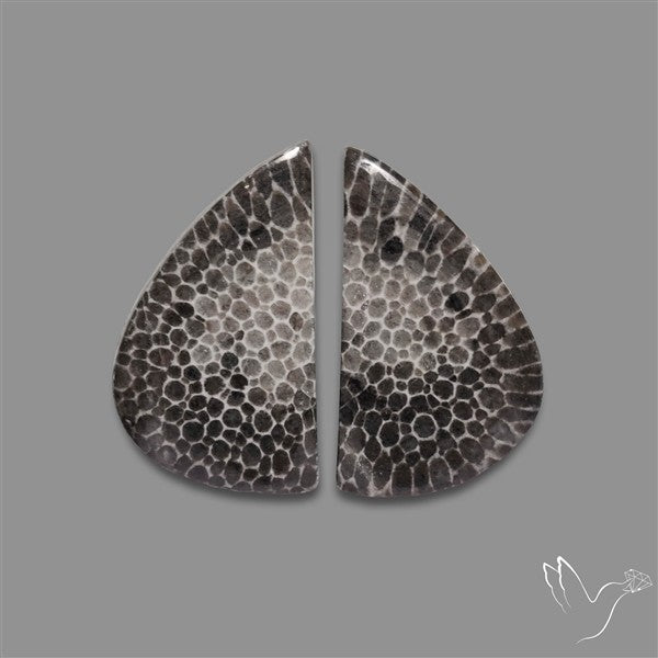 Black Fossil Coral Pair