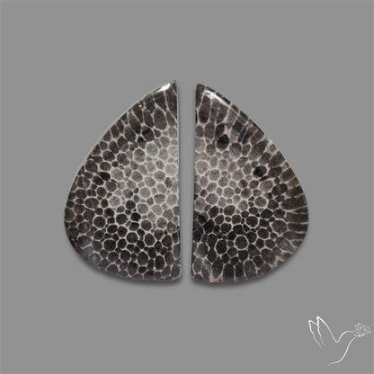 Black Fossil Coral Pair