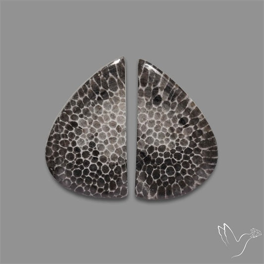 Black Fossil Coral Pair
