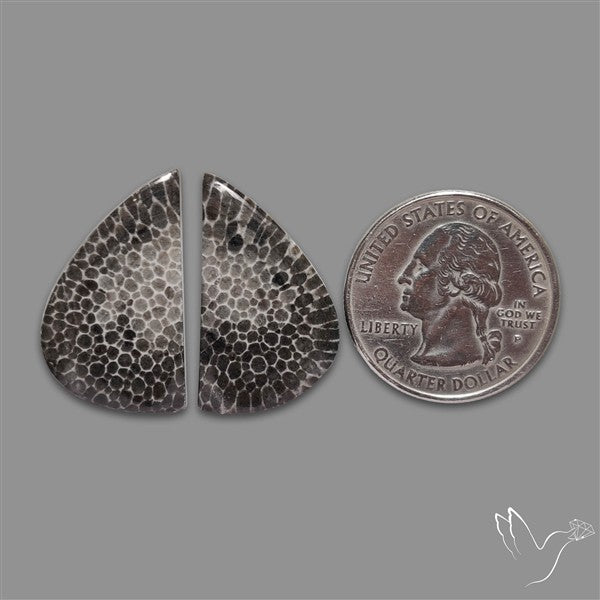 Black Fossil Coral Pair