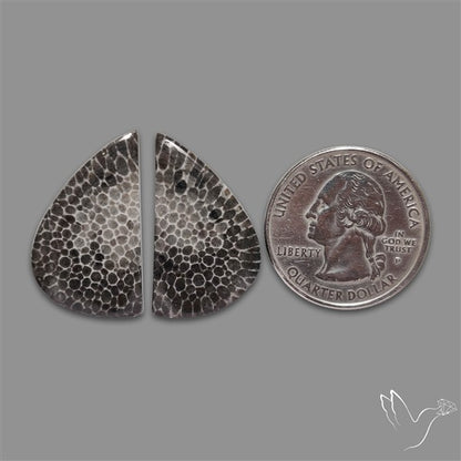 Black Fossil Coral Pair