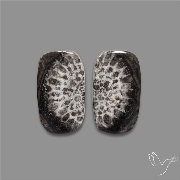 Black Fossil Coral Pair