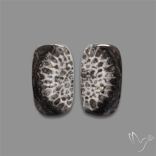 Black Fossil Coral Pair