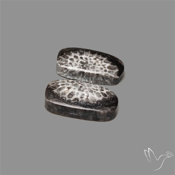Black Fossil Coral Pair