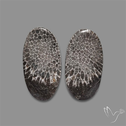 Black Fossil Coral Pair