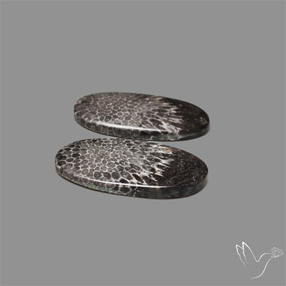 Black Fossil Coral Pair