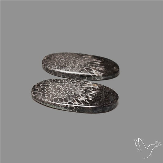 Black Fossil Coral Pair