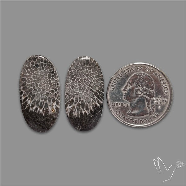 Black Fossil Coral Pair