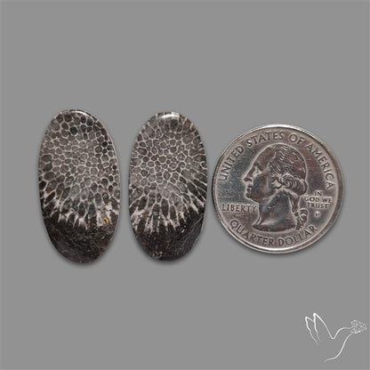 Black Fossil Coral Pair