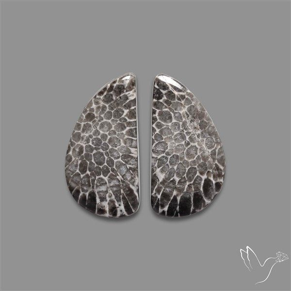 Black Fossil Coral Pair