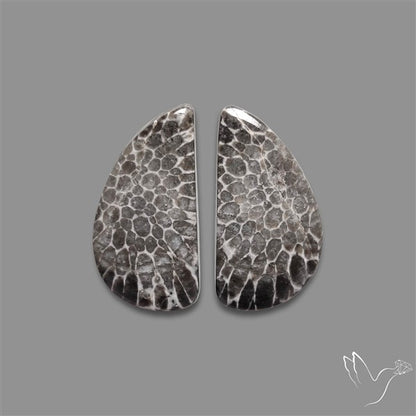 Black Fossil Coral Pair