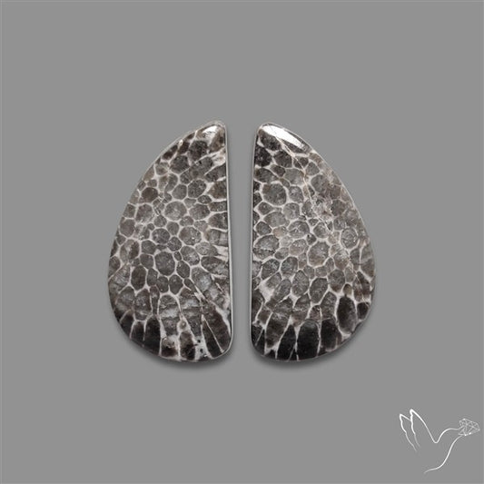Black Fossil Coral Pair