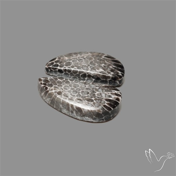 Black Fossil Coral Pair