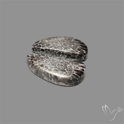 Black Fossil Coral Pair