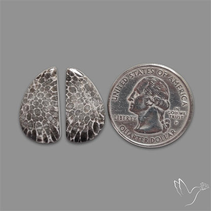 Black Fossil Coral Pair