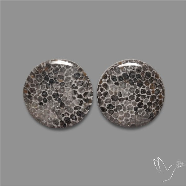 Black Fossil Coral Pair