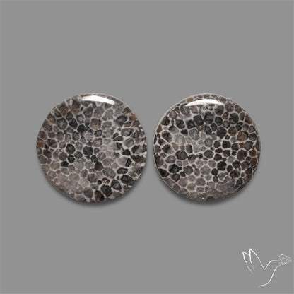 Black Fossil Coral Pair