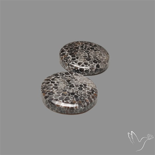 Black Fossil Coral Pair
