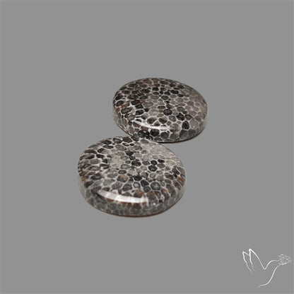 Black Fossil Coral Pair