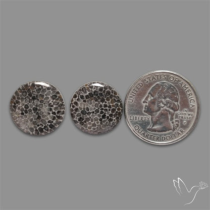 Black Fossil Coral Pair