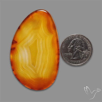 Gemmy Montana Agate Flat Slice Cabochon