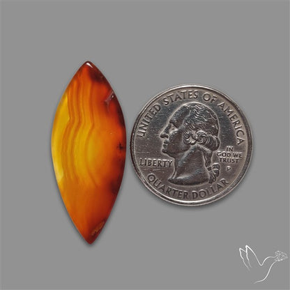 Gemmy Montana Agate Flat Slice Cabochon